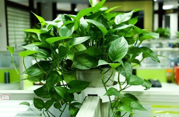 新房去甲醛最好的花卉