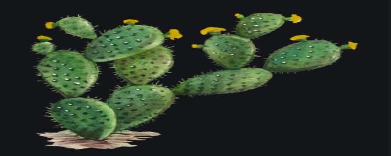 仙人掌吸收甲醛吗