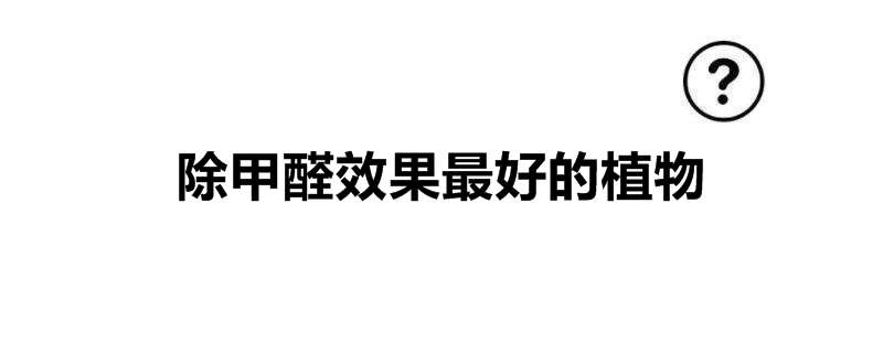 除甲醛效果最好的植物